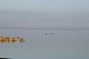 VIDEO: Orca whales spotted just off South Surrey's Crescent Beach